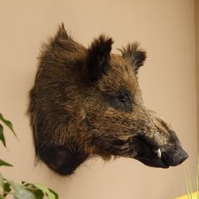 Wildschwein Europäische Keiler Sus scrofa Keilerkopf H 53cm Kopf Trophäe 34.1.66