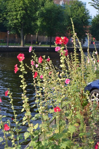 Min samen bunte malven - min, 30
