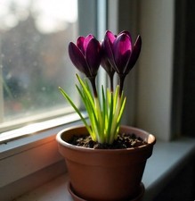 Schneekrokusse burgund-rot Krokusse Krokus Blumenzwiebeln winterhart Lieferbar !