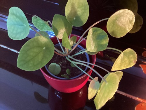 Ufopflanze pilea - ufopflanze,,