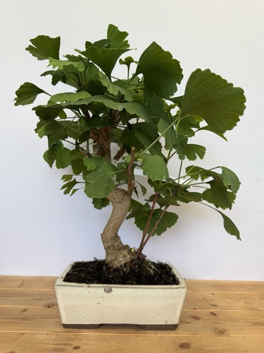 Bonsai ginkgo biloba - biloba, nr
