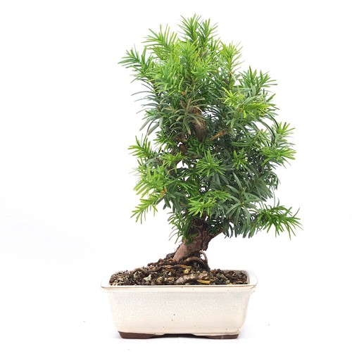 Bonsai eibe hybrid taxus - bonsai,