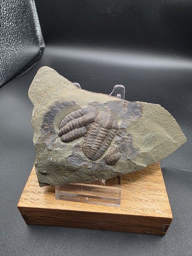 Trilobit paar tschechische - trilobit, paar,tschechische