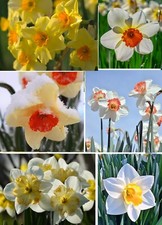 großblumige Narzissen