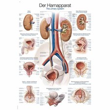 Erler Zimmer anatomische Lehrtafel, Harnapparat, Lehrmittel, 2 Größen