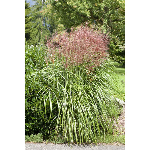 Miscanthus sinensis große - miscanthus,