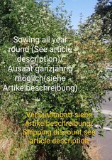 Französischer Ahorn, Acer monspessulanum, french mapel, 15 seeds,samen