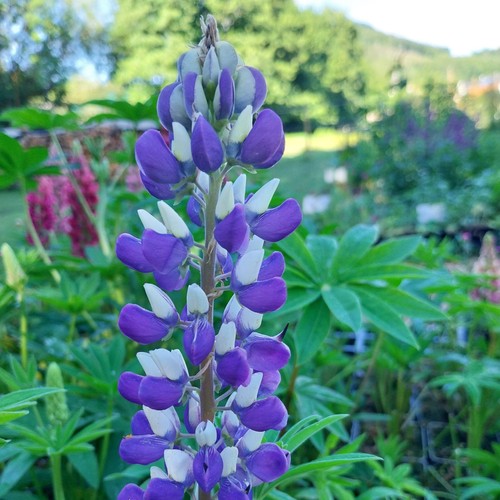 Lupine blau weiß winterhart