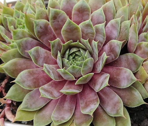 Sempervivum sweet willi - sempervivum,