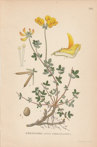 Hornklee - , corniculatus)