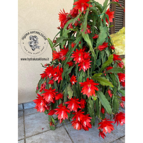 Epiphyllum
