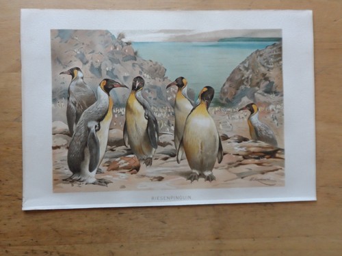 Orig chromolithographie - orig.(1892),