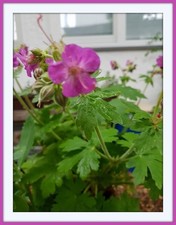 12 bewurzelte Jungpflanzen des