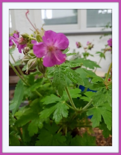 Stecklinge des - 20,