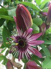 Sale2917 Passioflora Popenovii