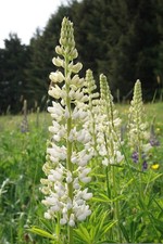 Süßlupine lupinus albus - süßlupine,
