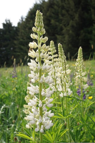Süßlupine lupinus albus - süßlupine,