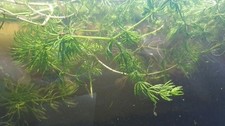 Hornkraut ceratophyllum - hornkraut,