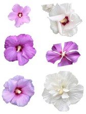 Winterharter Riesen Hibiskus Mix 50 Samen