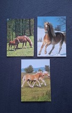 3 AK Pferdepostkarten Haflinger, Stute mit Fohlen, Horse