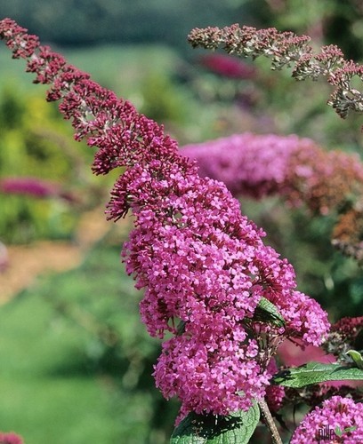 Buddleja davidii sommerflieder - buddleja,