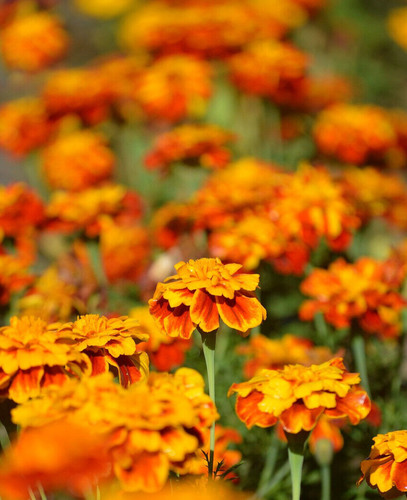 000 samen tagetes - samen, erecta