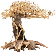 Akvado Bonsai Banyan Tree