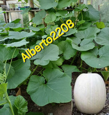 Asiatische Riesen weißen Lumina Squash Samen Kürbis Kürbistraum Cucurbita