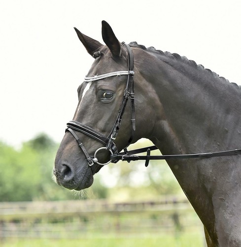 Warmblut trense von busse - von,