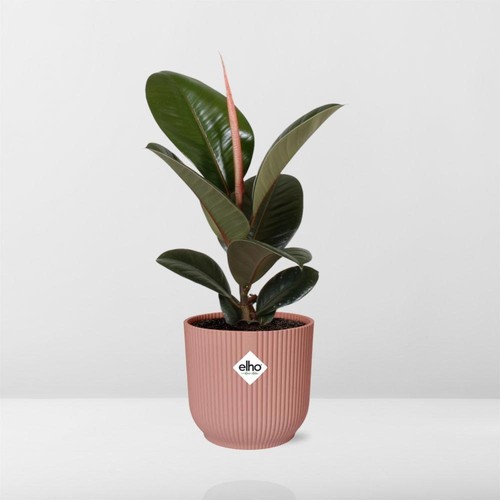 Ficus elastica robusta - ficus, ‘robusta’