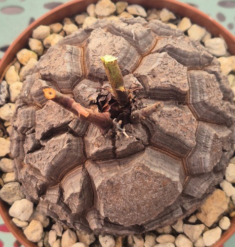 Dioscorea elephantipes