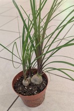 Elefantenfuss Nolin 3 Knollen