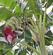 Pflanzen-Samen von der