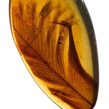FEDER in Burmesisch / Burmit Amber Fossil / 100% Echt Bernstein
