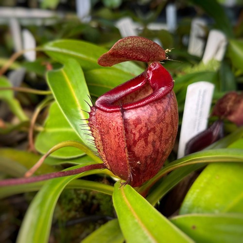 Nepenthes mira tenuis - x,