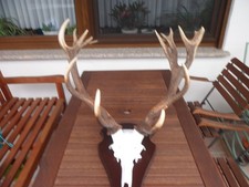 Hirschgeweih aufgesetzte 20