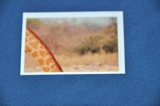 REWE ABENTEUER TIERWELT Nr