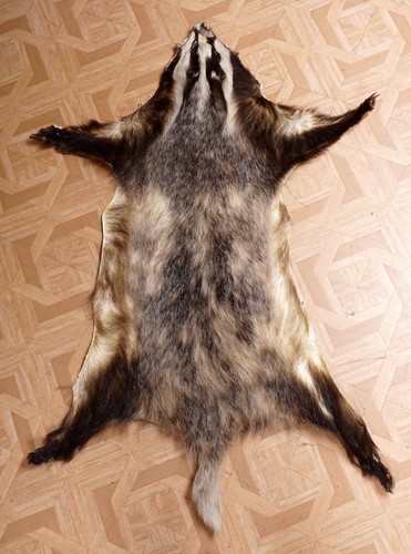Schönes dachsfell badger - schönes,