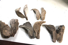 Schwemmholz Treibholz  10 Flügel Engel  L 16-22 cm Ideenwerkstatt BodenSEE