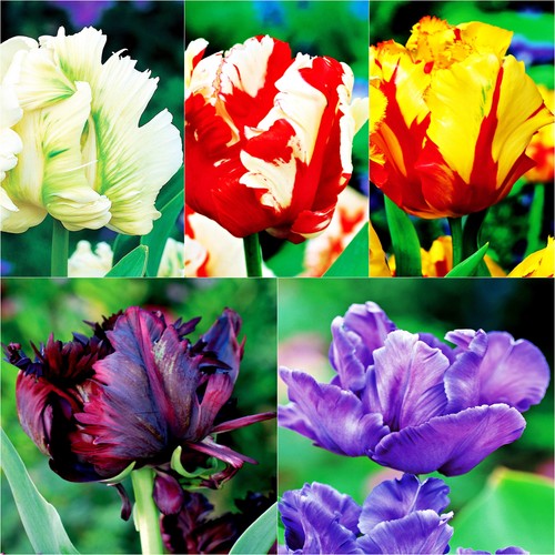 Tulpen blumenzwiebeln zwiebeln - tulpen,
