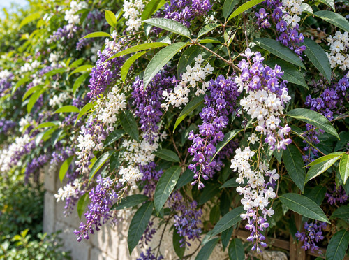 Sale2159 hardenbergia violacea - hardenbergia,