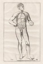Mensch menschliche Organe organs Eustachius Anatomie Medizin Kupferstich 1800