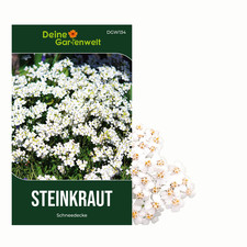 Steinkraut Schneedecke Samen -