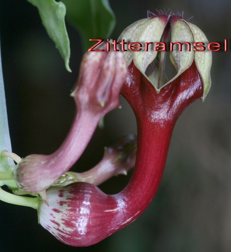 Ceropegia aristolochioides