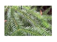 20x Cunninghamia lanceolata