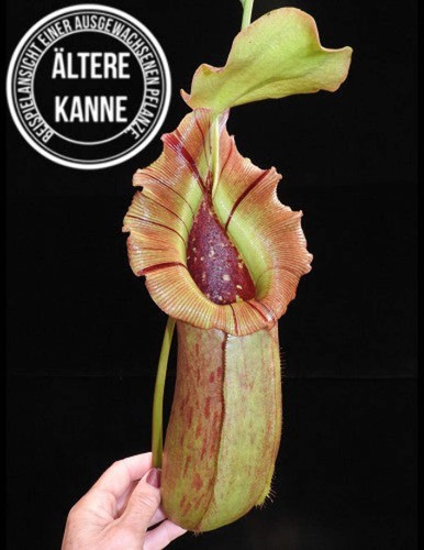 Nepenthes burkei robcantleyi - x,
