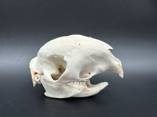 Neu porcupine schädel - neu,