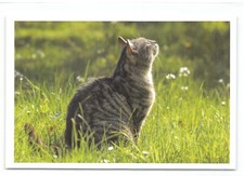 1 AK Katze "Genießer" - NEU