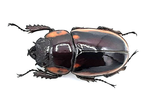 Lucanidae prosopocoilus - lucanidae,,