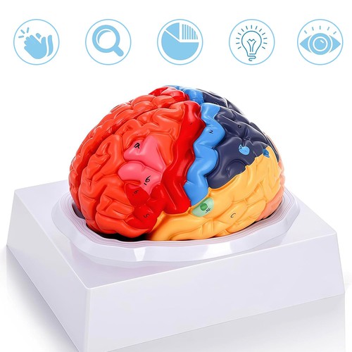 Anatomisches modell des - anatomisches,